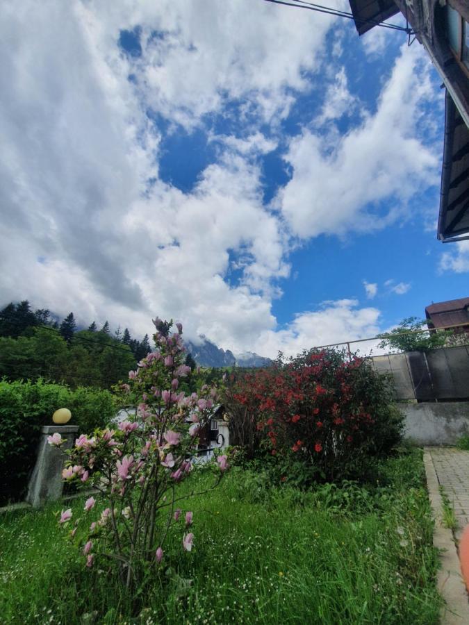 Vila Bradet Buşteni Exterior foto